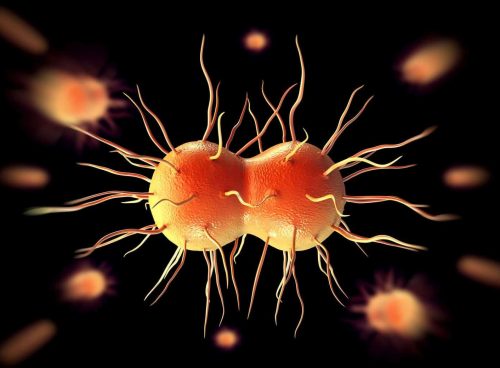 Gonorrhea