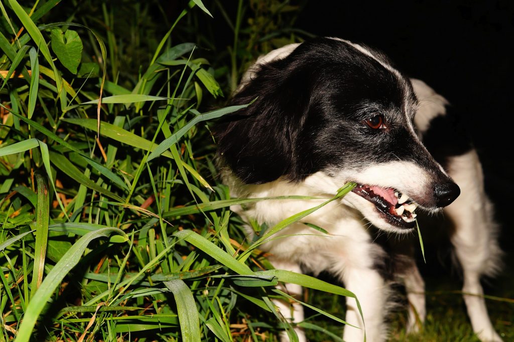 Why your dog eats grass and vomits