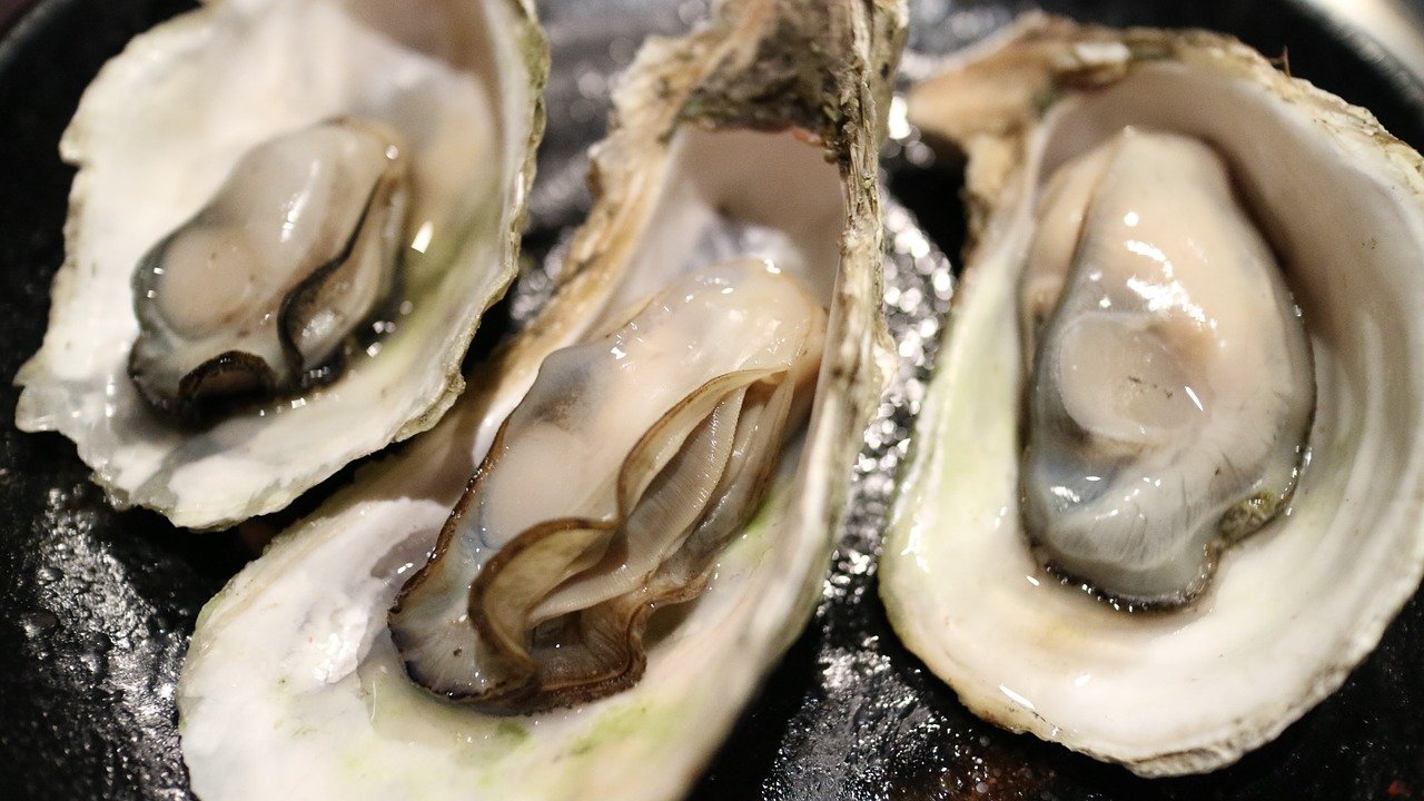 Oysters 1