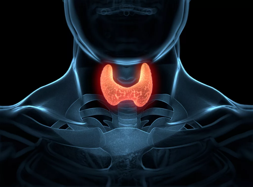 How to Naturally Stimulate Your Thyroid: Foods, Nutrients, and Lifestyle Choices That Promote a Healthy Thyroid 1 How to Naturally Stimulate Your Thyroid: Foods, Nutrients, and Lifestyle Choices That Promote a Healthy Thyroid