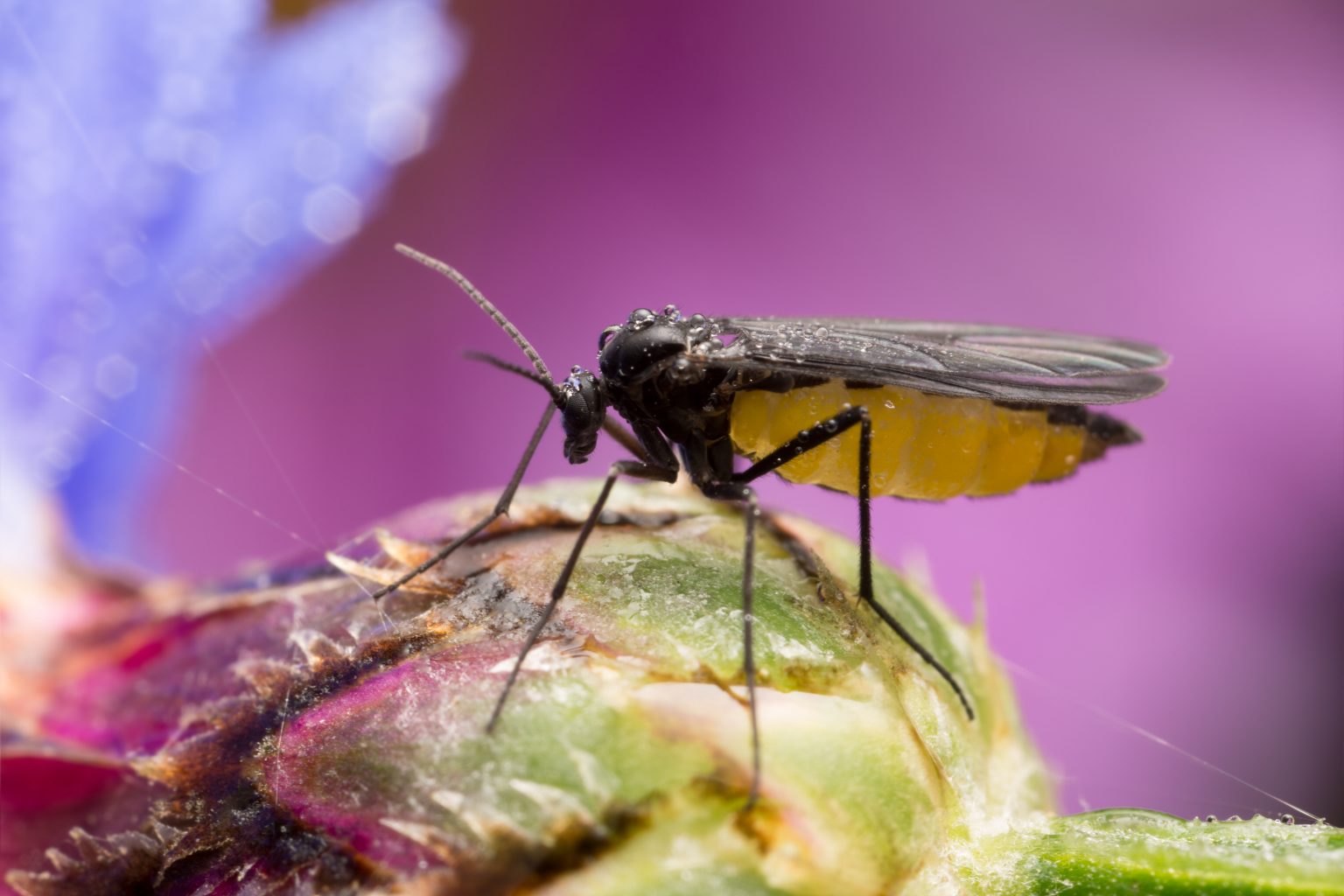 How To Get Rid Of Gnats (and Prevent Them From Coming Back)