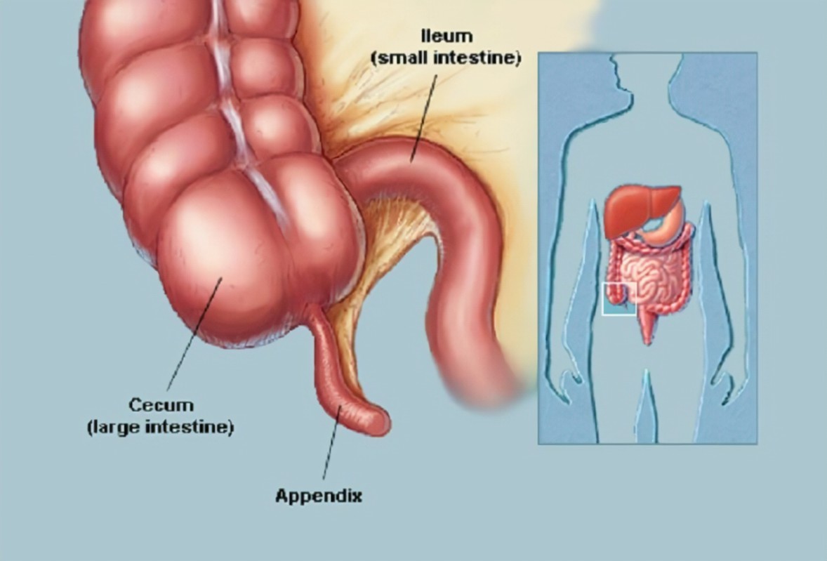 appendix location