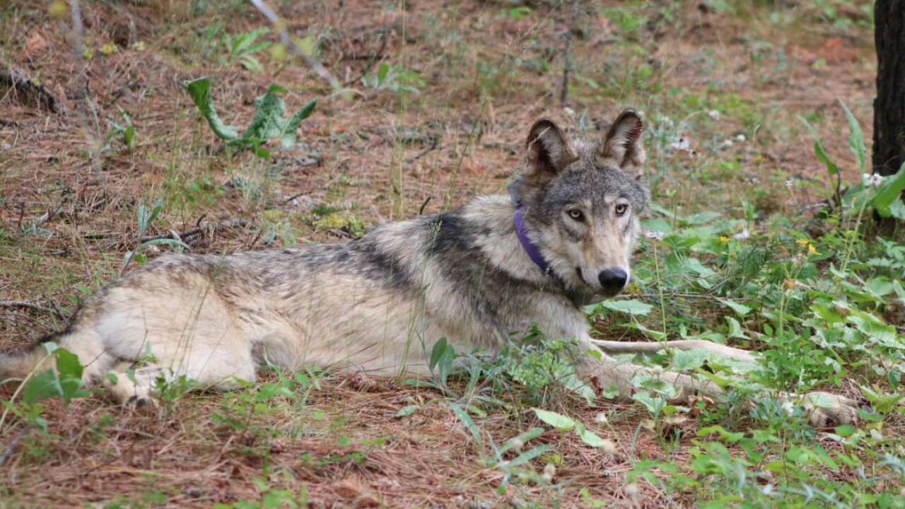 Oregon gray wolf dies