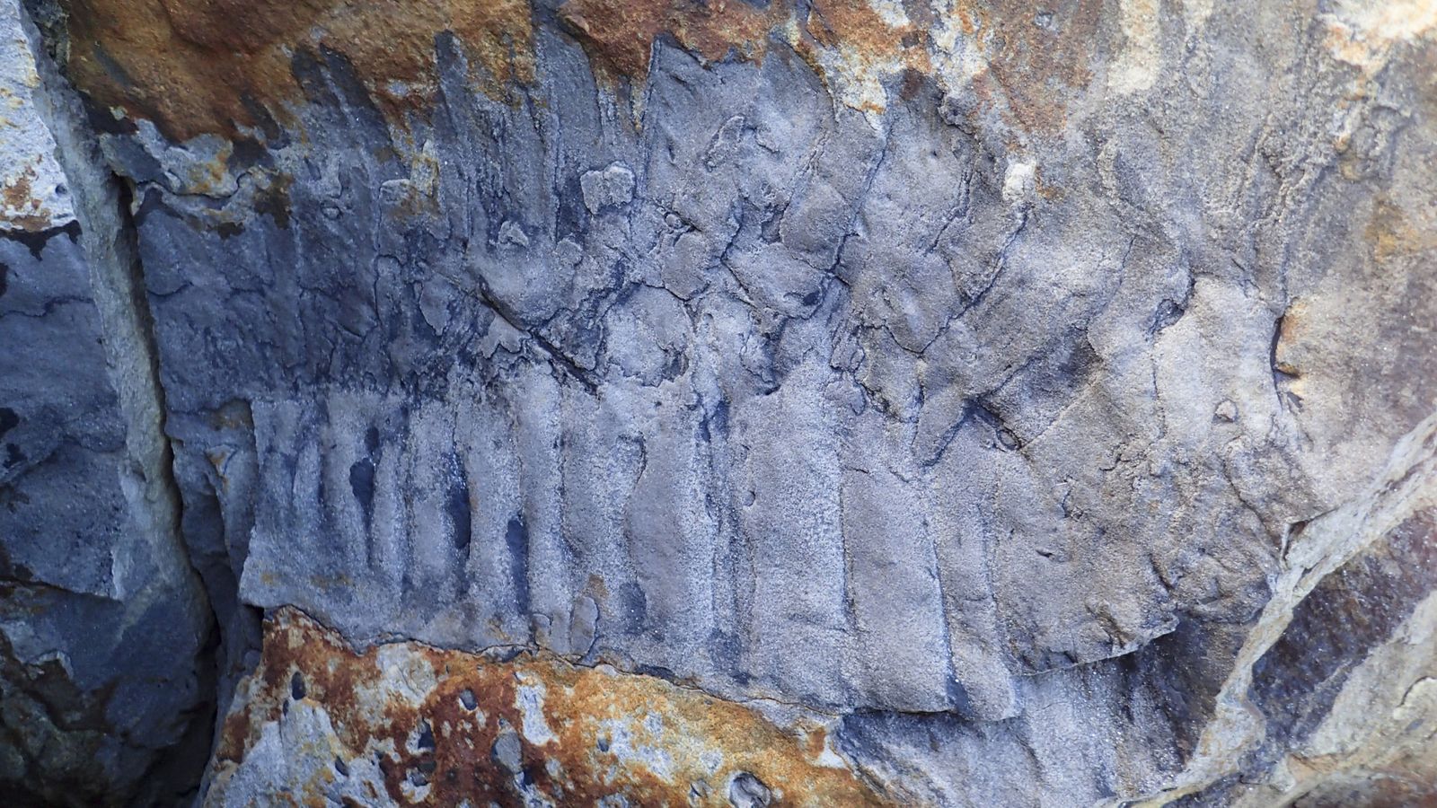Giant Millipede Fossil Discovered In England