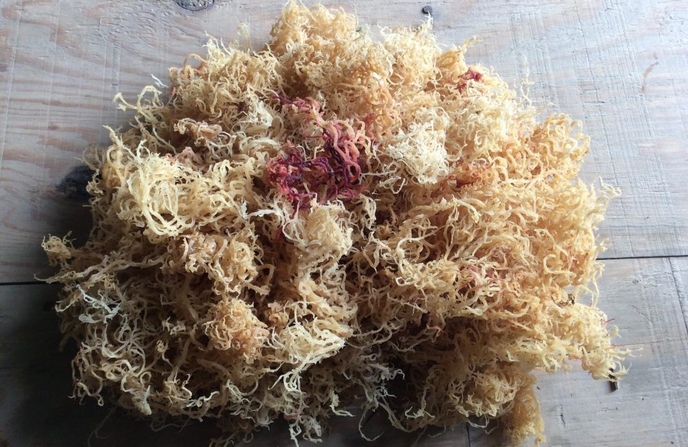 25 Most Potent Benefits Of Sea Moss