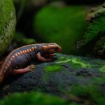 How Do Salamanders Regenerate Lost Limbs?