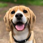 Why do dogs sniff everything?