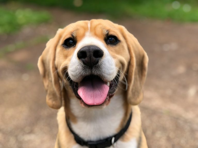 Why do dogs sniff everything?
