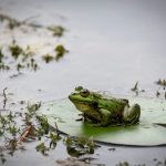 How Do Frogs Croak?