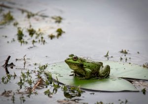 How Do Frogs Croak?