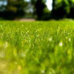 Why the grass is always greener on the other side?