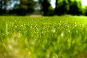 Why the grass is always greener on the other side?