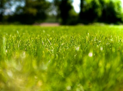 green grass field during daytime