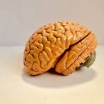 What’s the difference between dopamine, serotonin, oxytocin, and endorphins?