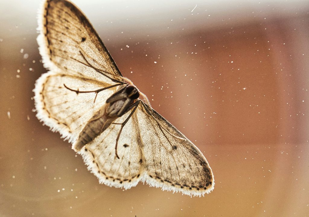 What's the Difference Between a Butterfly and a Moth? 1 What’s the Difference Between a Butterfly and a Moth?