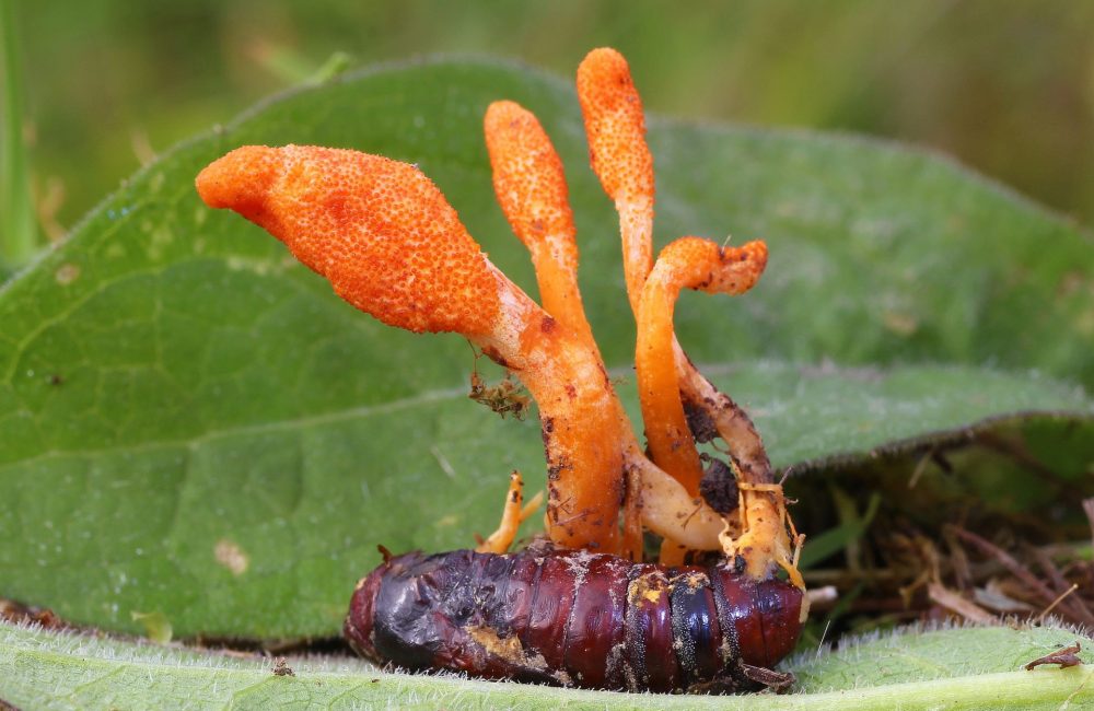 Are Cordyceps Mushrooms Good for You