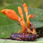 12 Surprising Health Benefits of Cordyceps Mushrooms