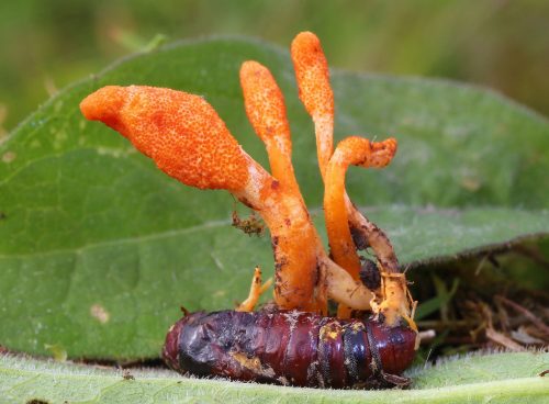 Are Cordyceps Mushrooms Good for You