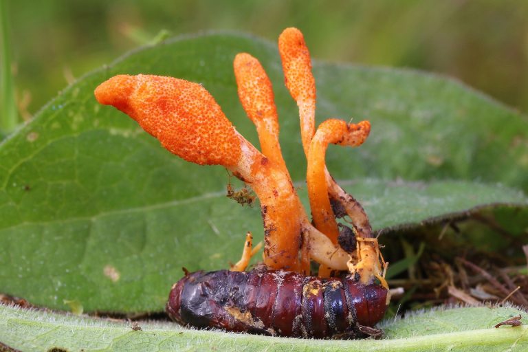 12 Surprising Health Benefits of Cordyceps Mushrooms