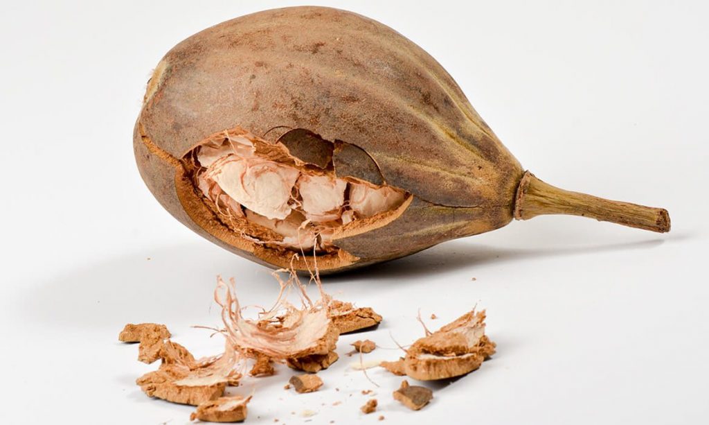 15 Exotic Food Options that Strengthen Bones and Combat Osteoporosis 7 Baobab