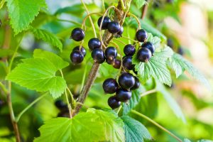 16 Best Health Benefits of Blackcurrant
