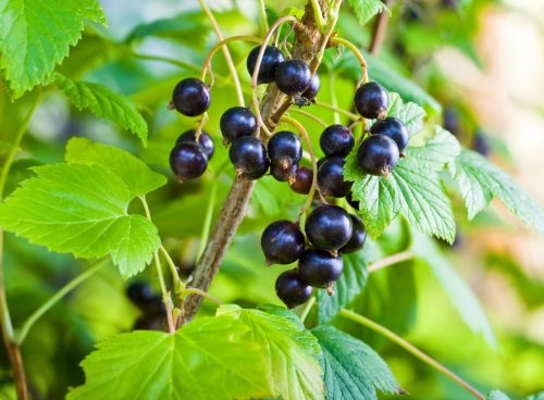 Blackcurrant