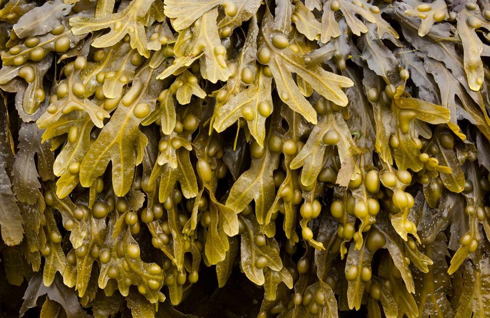 Bladderwrack Seaweed