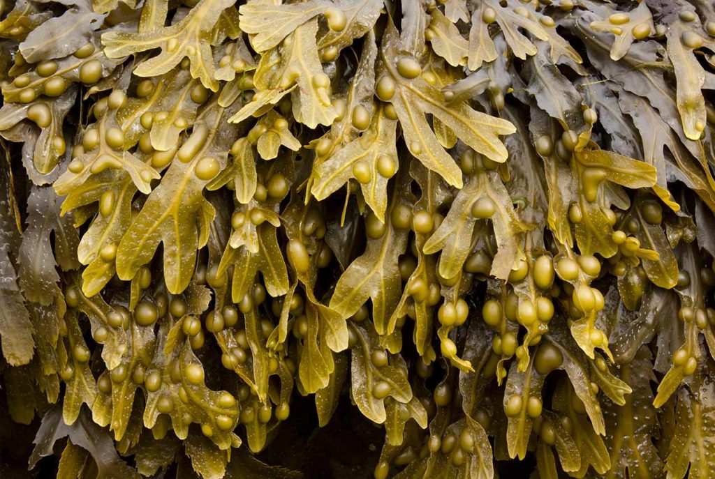 13 Surprising Benefits of Bladderwrack Seaweed