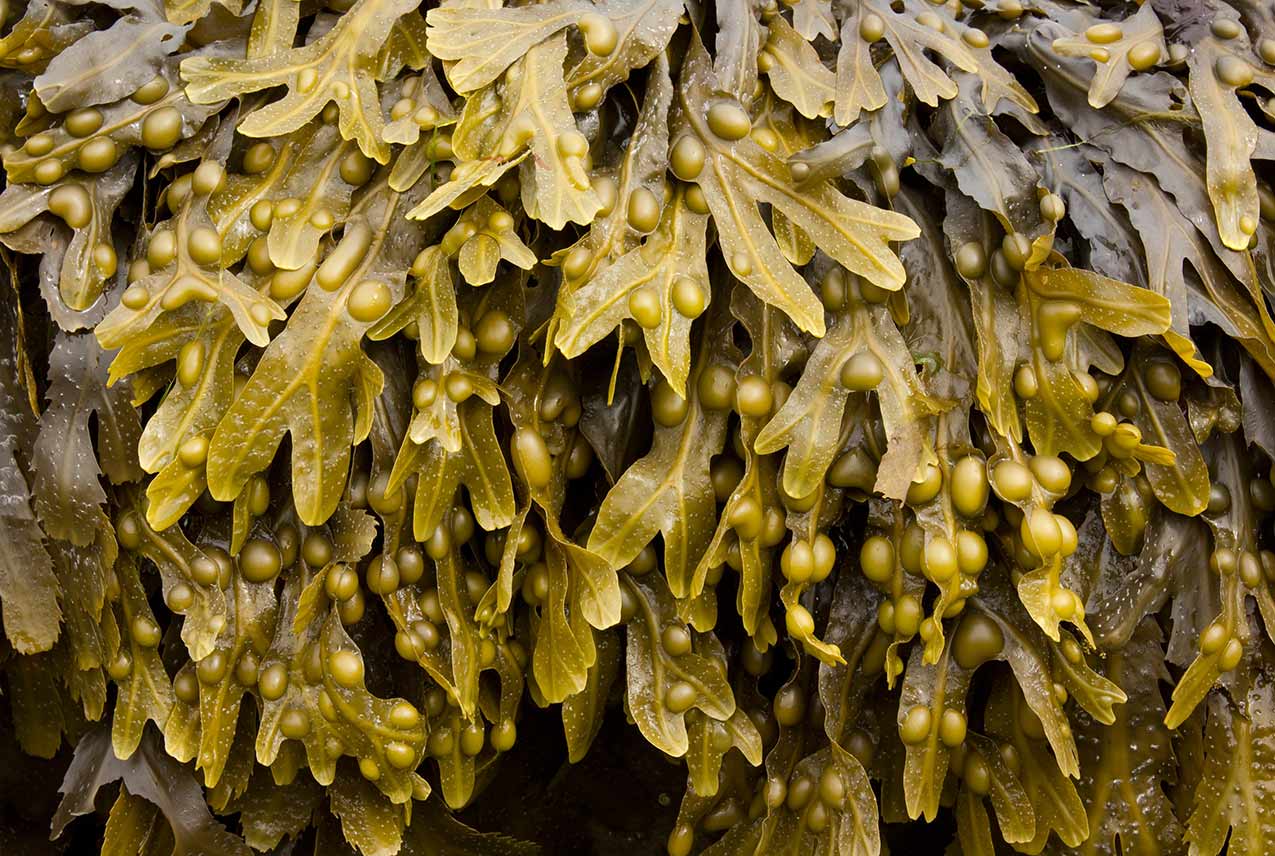 13 Surprising Benefits of Bladderwrack Seaweed 1 Bladderwrack Seaweed