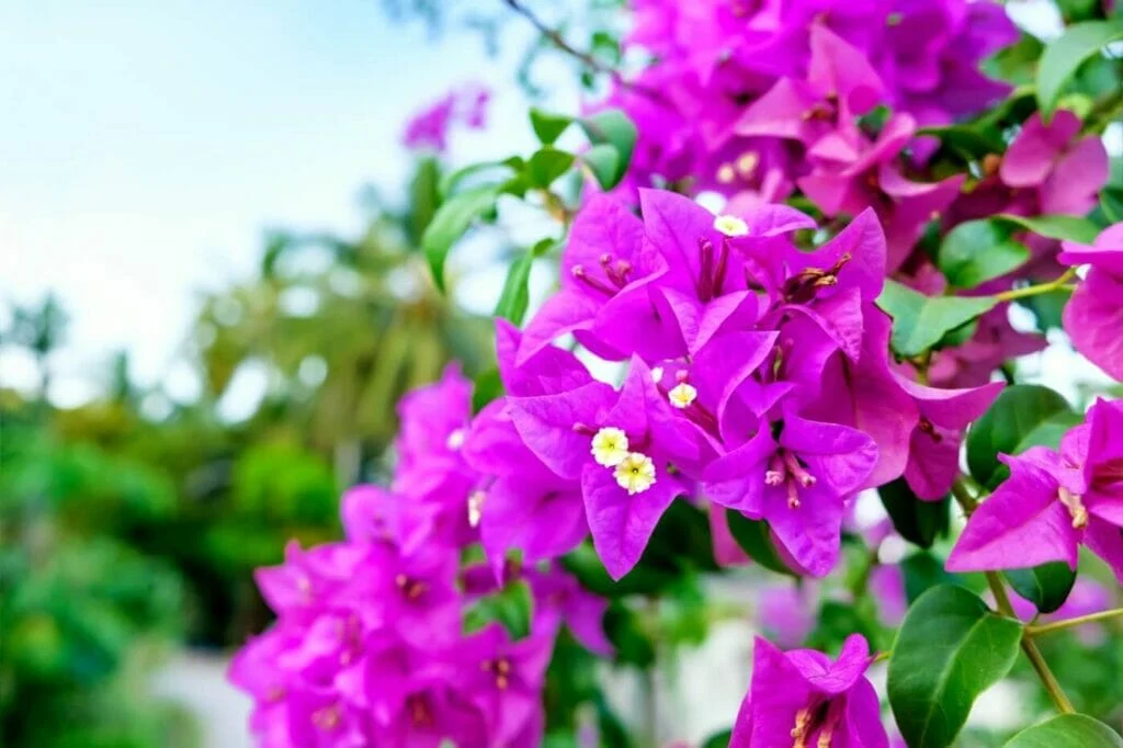 Bougainvillea Flowers