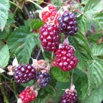16 Best Health Benefits of Boysenberry for Women