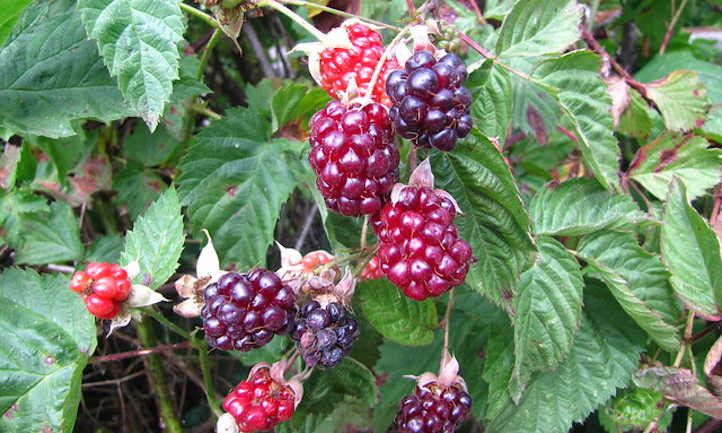 16 Best Health Benefits of Boysenberry for Women