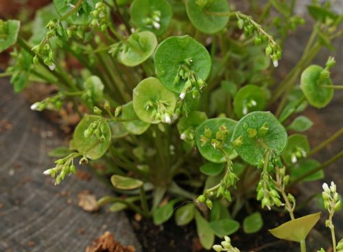 Claytonia perfoliata
