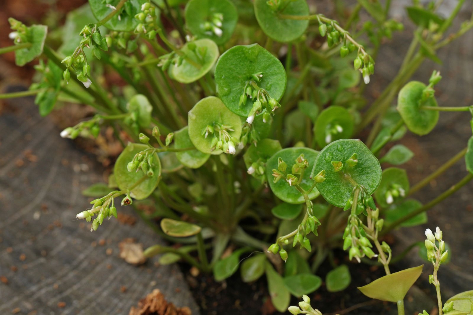 Claytonia perfoliata