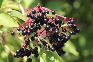 11 Amazing Benefits of Elderberry for General Health