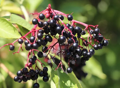 Elderberry