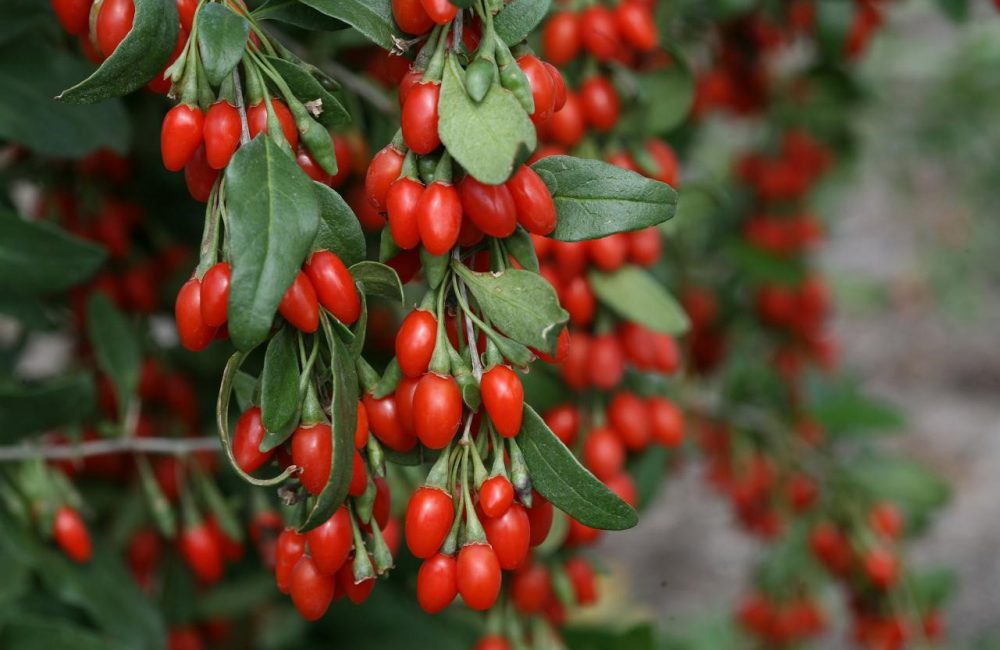 Goji Berries