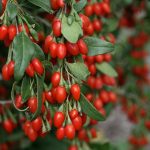 Are Goji Berries Safe for People with Diabetes?