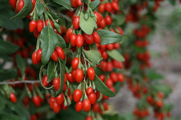 Are Goji Berries Safe for People with Diabetes?