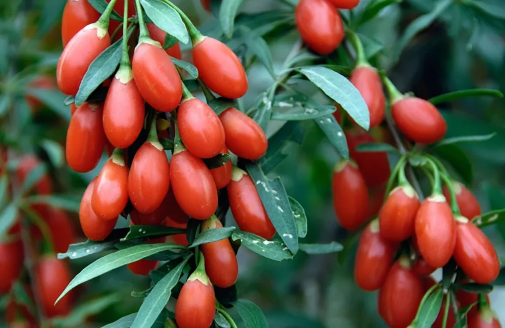 Goji Berries 2