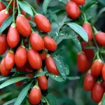 16 Amazing Benefits of Goji Berries for General Health