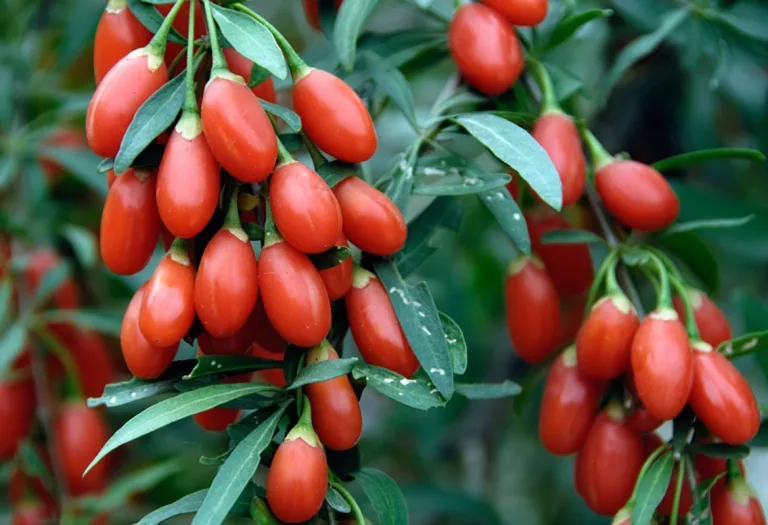16 Amazing Benefits of Goji Berries for General Health