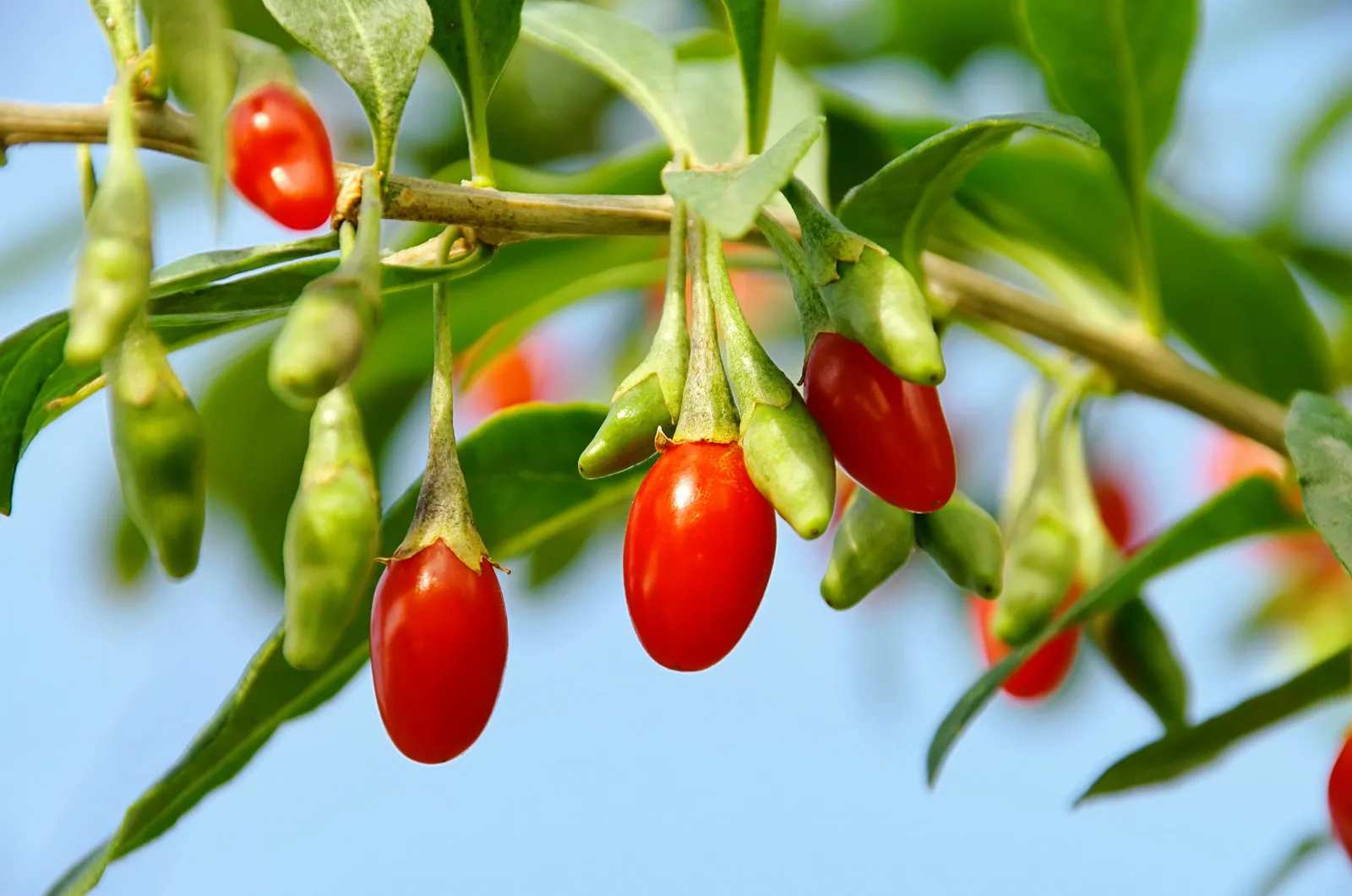 13 Best Health Benefits of Goji Berry for Men 1 Goji berry
