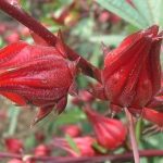 15 Remarkable Health Benefits of Roselle
