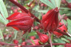 15 Remarkable Health Benefits of Roselle