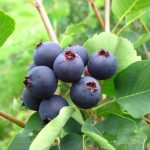 16 Amazing Health Benefits of Juneberries