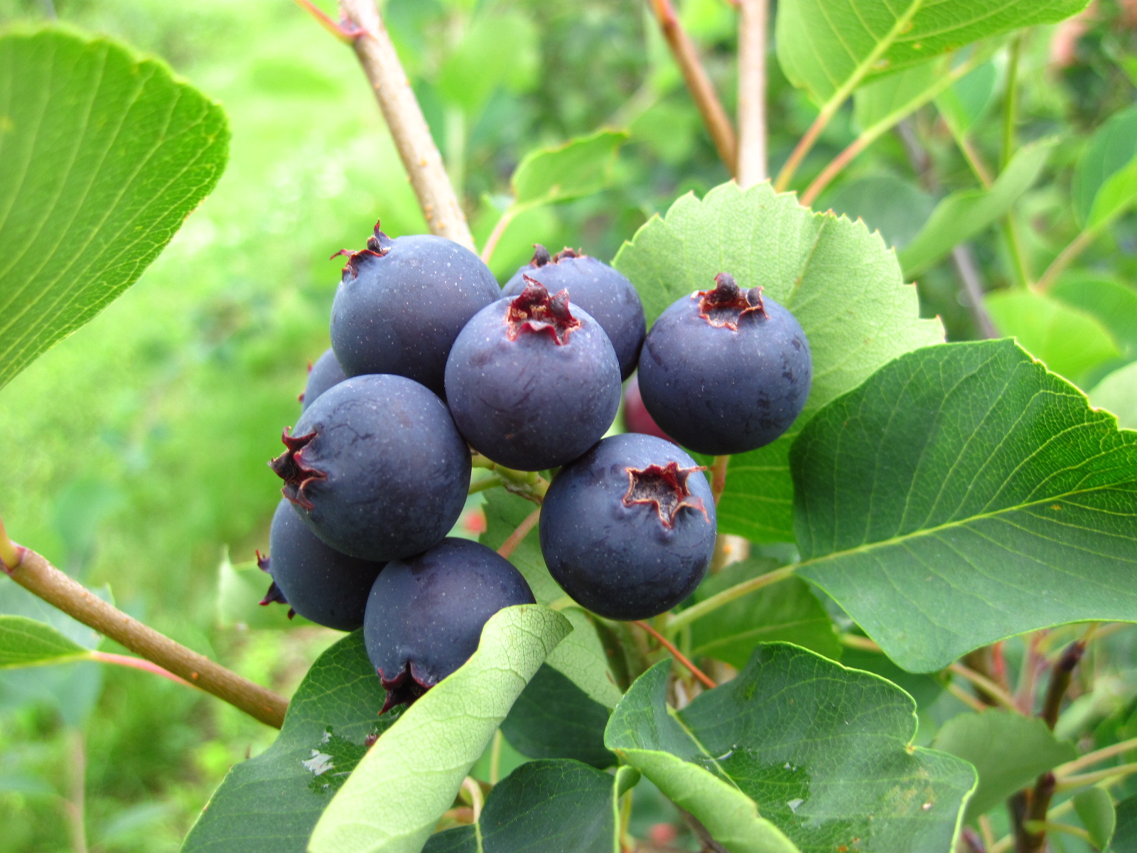 Juneberries