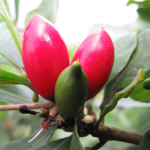 16 Best Health Benefits of Miracle Fruit for Women