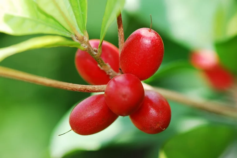 16 Best Health Benefits of Miracle Fruit for Men