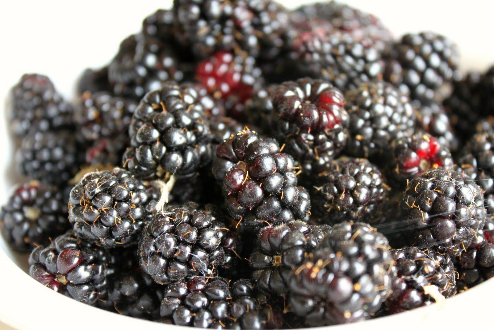 16 Powerful Health Benefits of Olallieberries 1 Olallieberries